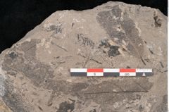 Foto (Detailansicht) von Cassia pseudophaseolites Ettingshausen (NHMW-GEO-2024-0188-10131b)